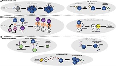 Targeting Natural Killer Cells for Improved Immunity and Control of the Adaptive Immune Response